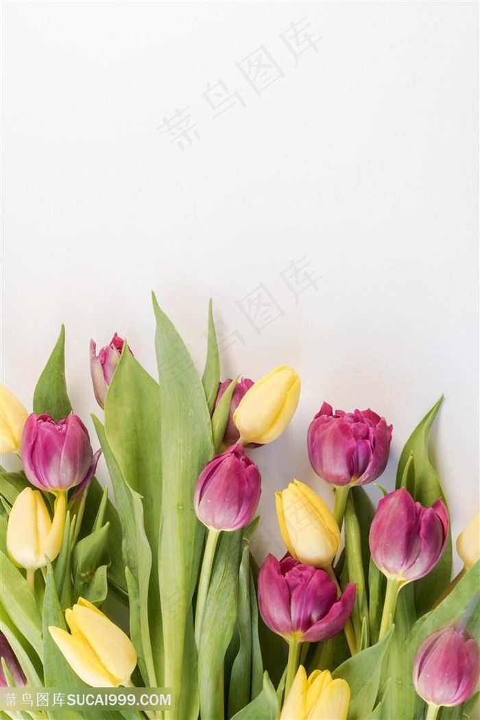 黄色粉色郁金香