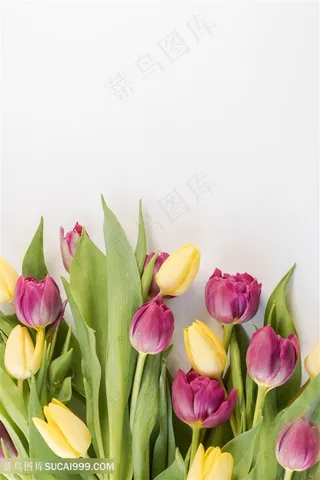 黄色粉色郁金香