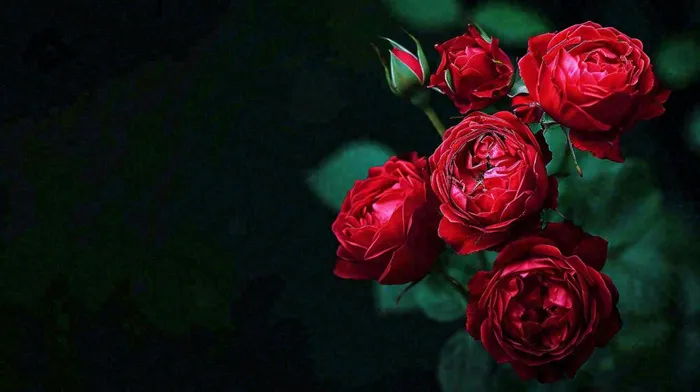 红玫瑰鲜花艳丽，花朵暗黑摄影图(1456x816)
