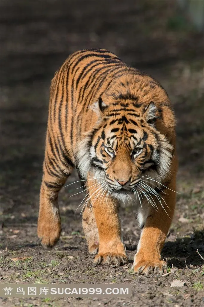 高清老虎摄影图片