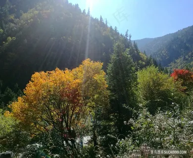 黑水的彩色树林 黑水的彩色树林