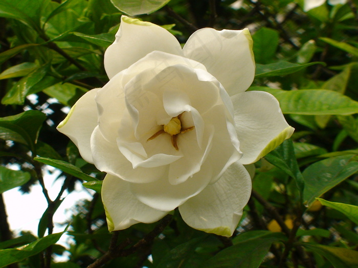 栀子花高清图片下载