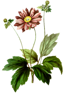 复古手绘植物花卉玫瑰花PNG免扣图案高清图片PS设计素材图