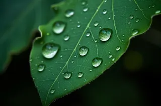 上面有水滴的绿叶摄影图壁纸