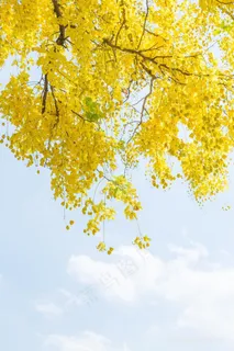 唯美黄金雨树木