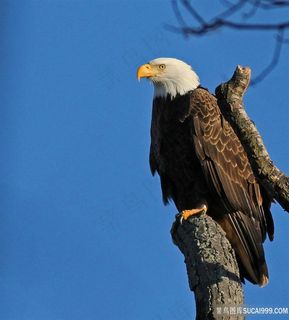 野外野生动物白头鹰鸟图片