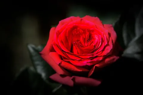 红玫瑰花近景特写图片 红玫瑰花近景特写图片