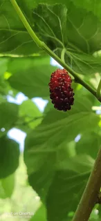 新鲜/水果/桑葚/新鲜桑葚/鲜嫩多汁/拍摄/桑果