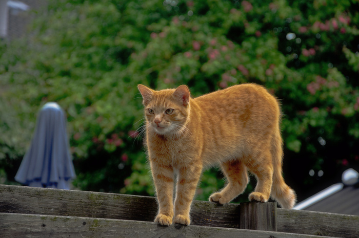 猫流浪猫野猫山猫动物设计素材