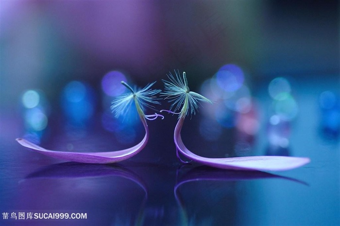 唯美鲜花花瓣图片