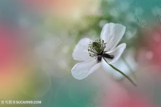 唯美梦幻洁白鲜花图片