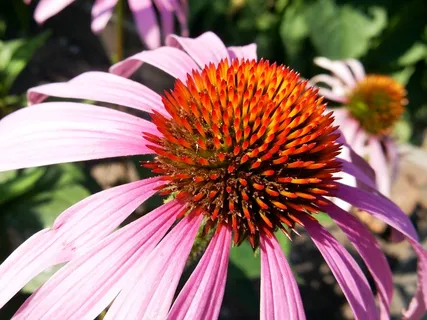 松果菊开花图片 松果菊开花图片