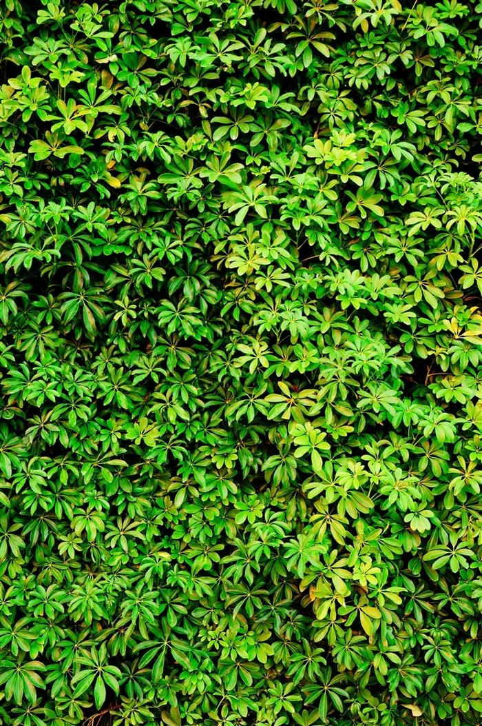 树叶系列 - 翠绿美丽的树叶