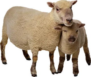 绵羊羊羔养殖现代农业