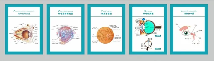 眼科解剖图cdr矢量模版下载