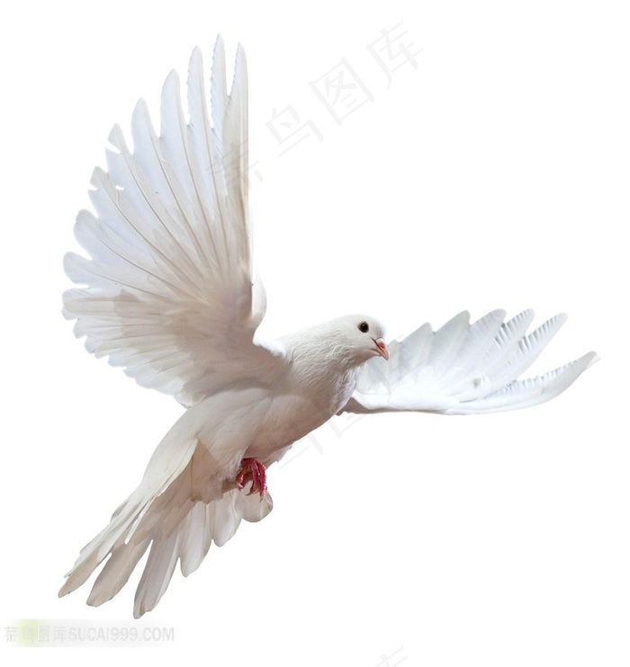 鸽子品种图片模板