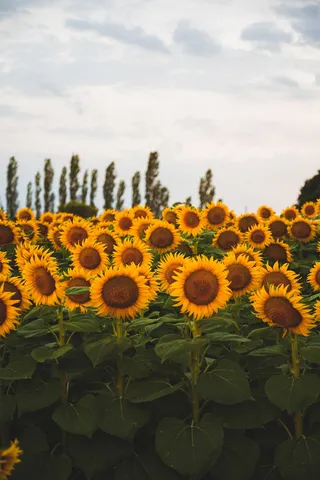 黄色向日葵摄影素材