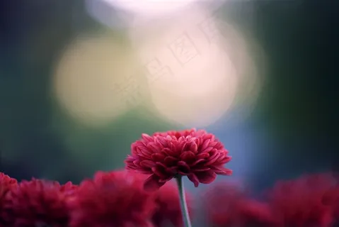 唯美康乃馨鲜花图片