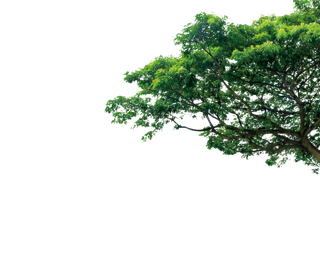 树木树枝树叶免扣素材