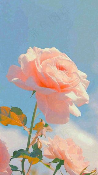 春天蓝天白云阳光下的浪漫粉色玫瑰枝叶绿叶