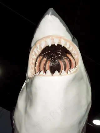 恐怖的鲨鱼图片