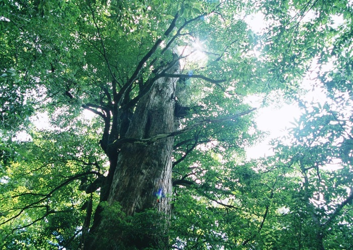 森林风景春天风景素材