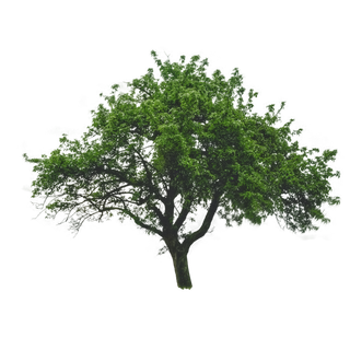 免抠大树图