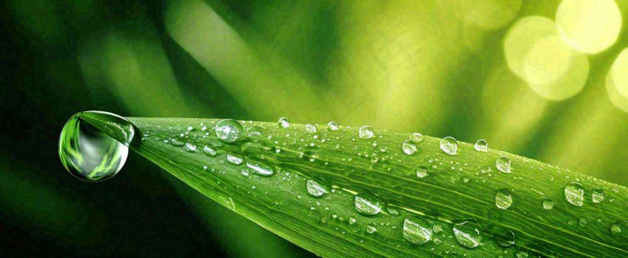 夏天绿叶露水露珠萌芽清新，雨水白露谷雨摄影图(1712x704)
