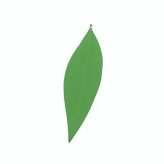 一片绿色叶子png免抠