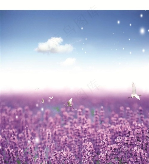 高清唯美薰衣草花海图片素材