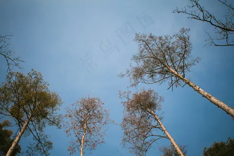 晴空树木图片 晴空树木图片
