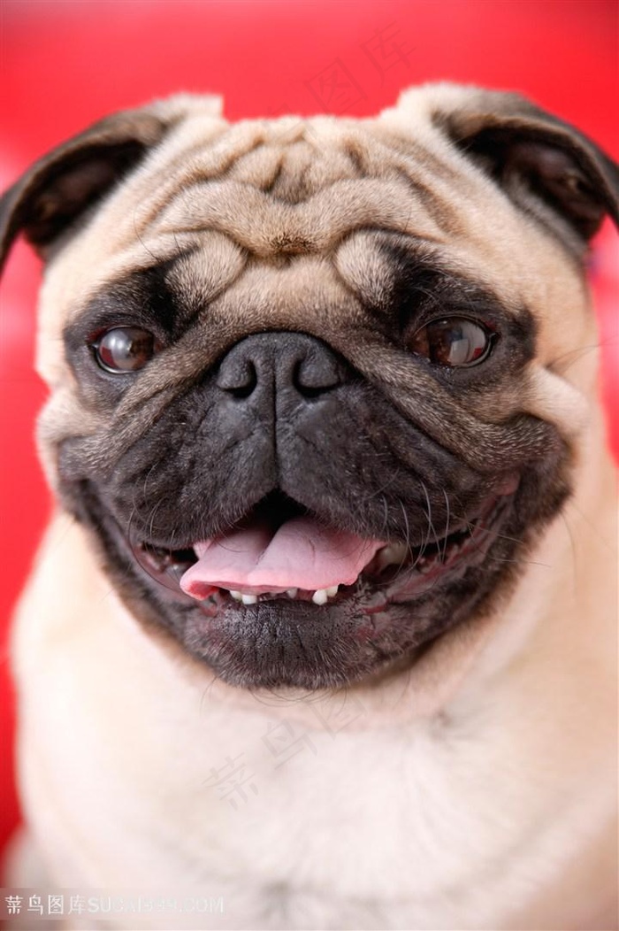 高清可爱巴哥犬狗狗图片