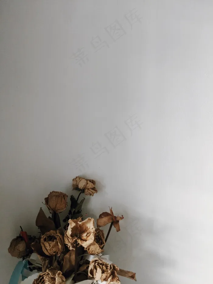 玫瑰干花图片