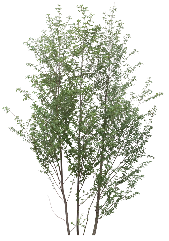 高清树木素材 免抠PSD植物素材 美术绘画园林贴图 树草灌木花草