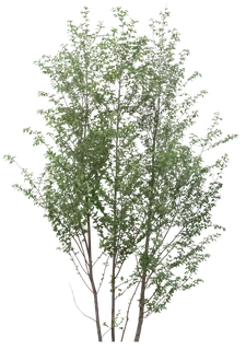 高清树木素材 免抠PSD植物素材 美术绘画园林贴图 树草灌木花草