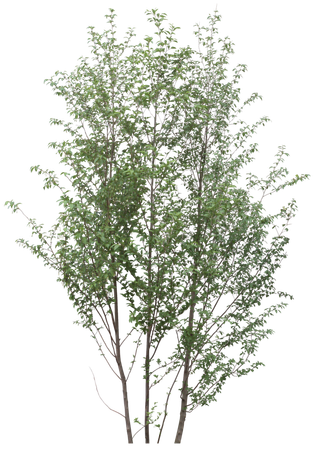 高清树木素材 免抠PSD植物素材 美术绘画园林贴图 树草灌木花草