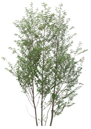 高清树木素材 免抠PSD植物素材 美术绘画园林贴图 树草灌木花草