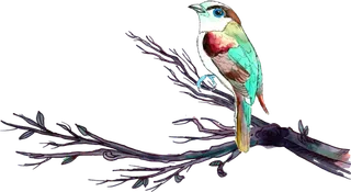 简约风手绘素描动画小鸟鸟儿免扣PNG图片素材 (65)