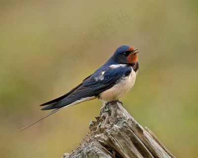 黑色燕子在遥望