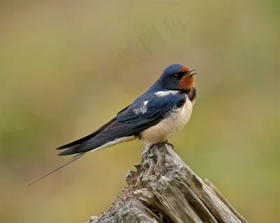 黑色燕子在遥望 黑色燕子在遥望
