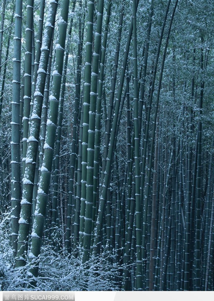 四季花木-漂亮的竹林雪景