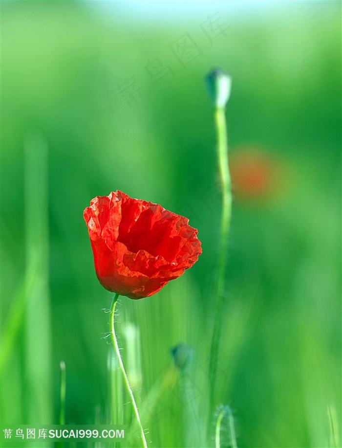 高清唯美虞美人鲜花特写图片