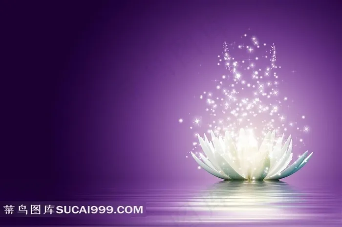 水面上荷花瓣里散发出的星光图片