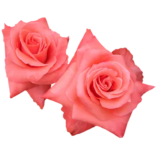 鲜花玫瑰免扣素材