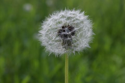 一支白色蒲公英图片 一支白色蒲公英图片