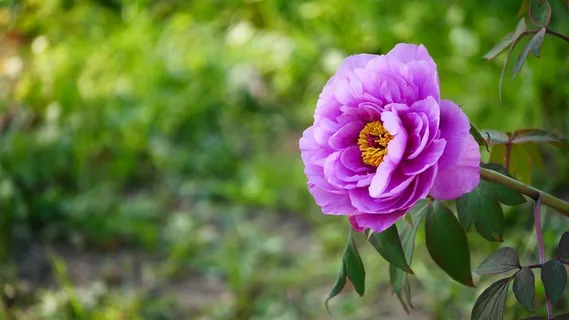 牡丹花朵壁纸图片 牡丹花朵壁纸图片