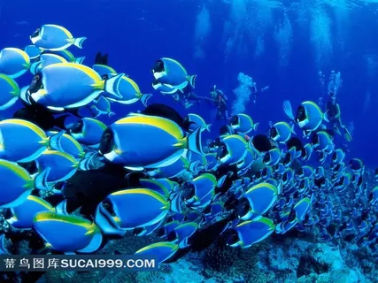 海洋鱼类热带鱼摄影图片