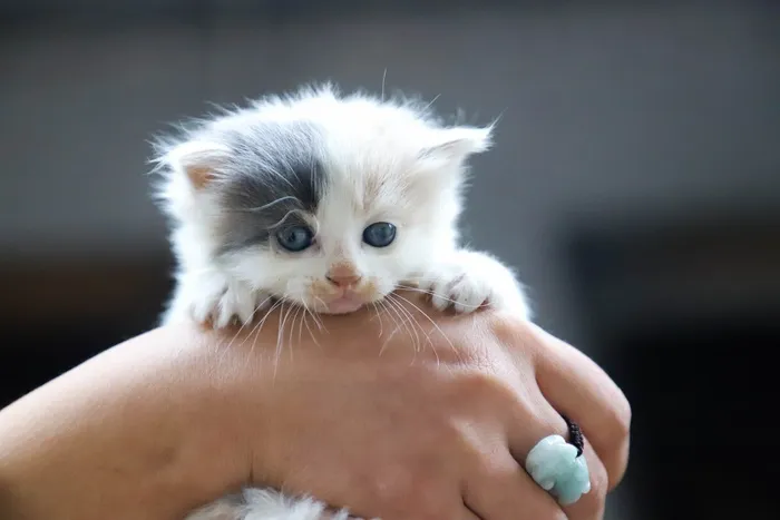 可爱猫咪猫猫摄影素材