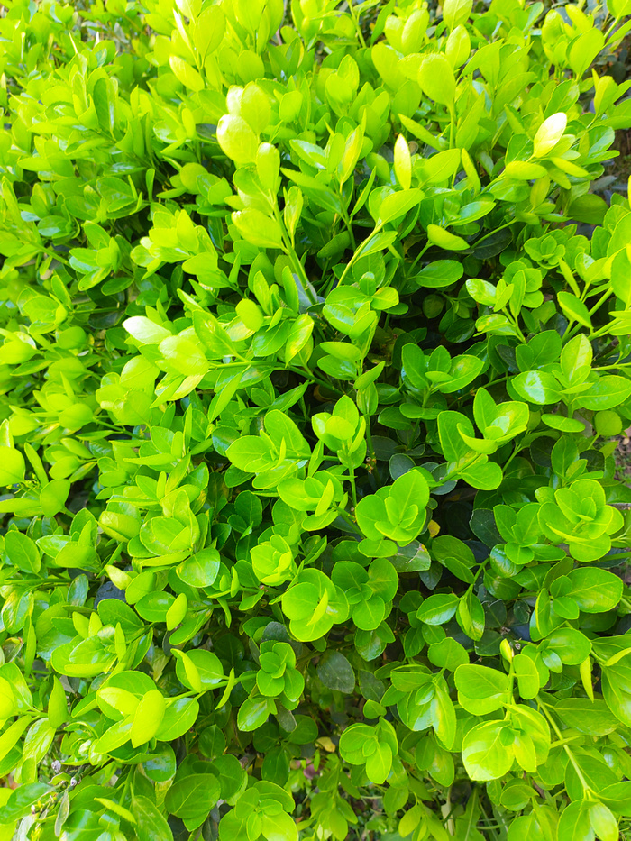 绿色园林植物