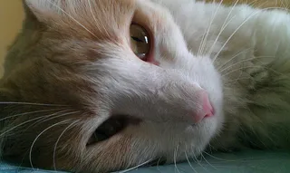 可爱猫咪 动物 素材 奶萌 (105)